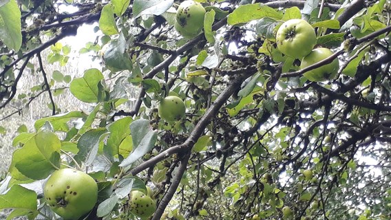 Äppelträd med små omogna äpplen